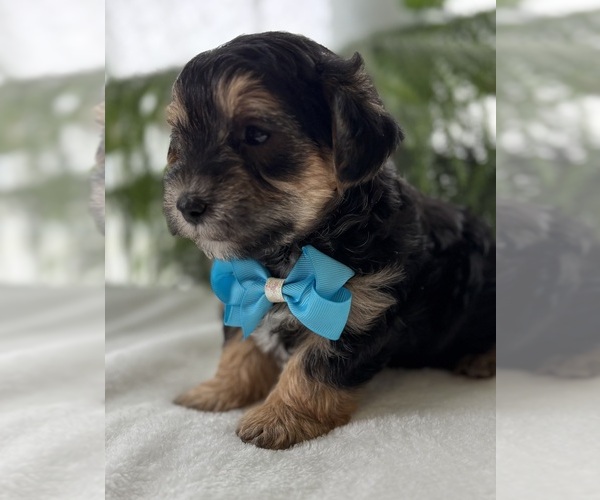 Medium Photo #3 Morkie Puppy For Sale in ROCK STREAM, NY, USA