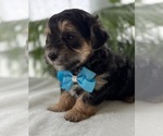 Small #2 Morkie
