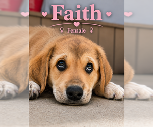 Great Pyrenees-Rottweiler Mix Dogs for adoption in MIDWAY, UT, USA