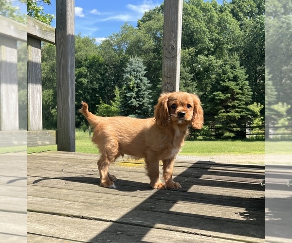 Medium Photo #3 Cavalier King Charles Spaniel Puppy For Sale in NILES, MI, USA