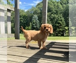 Small #2 Cavalier King Charles Spaniel