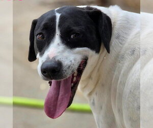 Pointer-Unknown Mix Dogs for adoption in Canton, CT, USA