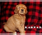 Puppy Regnar Golden Retriever