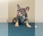 Small Photo #15 French Bulldog Puppy For Sale in ENCINO, CA, USA