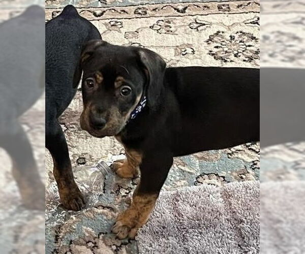 Medium Photo #6 Mutt Puppy For Sale in Mooresville, NC, USA