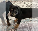 Small #5 Mutt