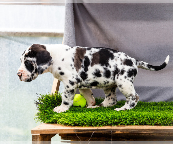 Medium Photo #32 Great Dane Puppy For Sale in WAKARUSA, IN, USA