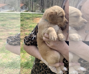 Double Doodle Puppy for sale in WILKESBORO, NC, USA