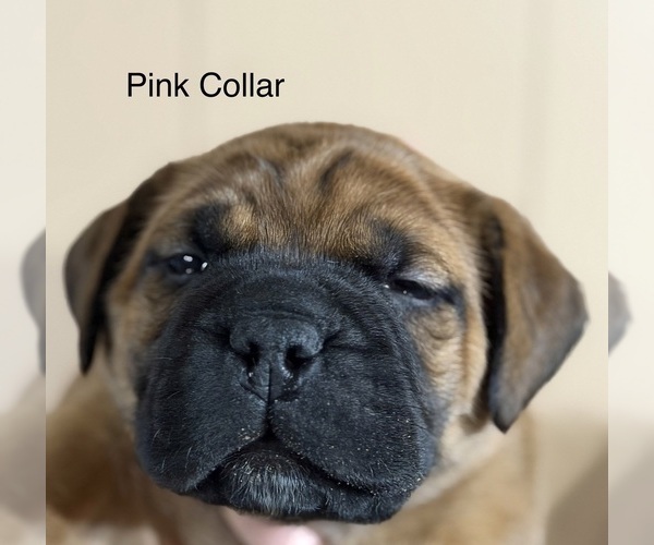 Medium Photo #7 Bullmastiff Puppy For Sale in MARYSVILLE, OH, USA