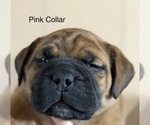 Puppy Puppy 6 pink Bullmastiff