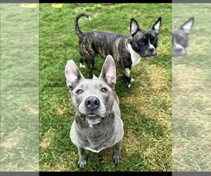 Mutt Dogs for adoption in Lockport, NY, USA