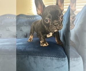 Medium French Bulldog