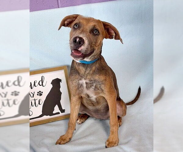 Medium Photo #1 Labmaraner Puppy For Sale in Genesee, WI, USA