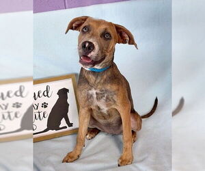 Labmaraner Dogs for adoption in Genesee, WI, USA