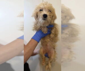Maltese Dogs for adoption in New York, NY, USA