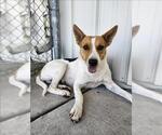 Small Australian Kelpie Mix