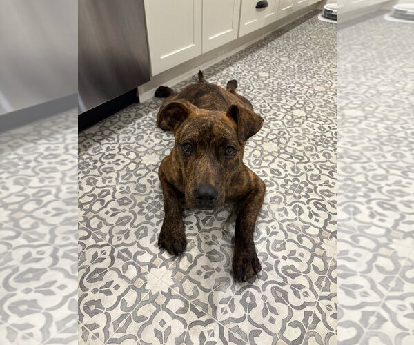 Medium Photo #1 Mutt Puppy For Sale in Springdale, PA, USA