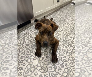 Mutt Dogs for adoption in Springdale, PA, USA