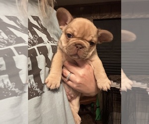French Bulldog Puppy for sale in ARDMORE, OK, USA
