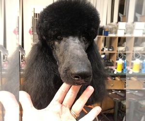Poodle (Standard) Puppy for sale in BEAVER CREEK, OH, USA