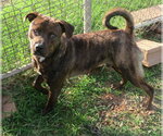 Small #1 Chow Chow Mix