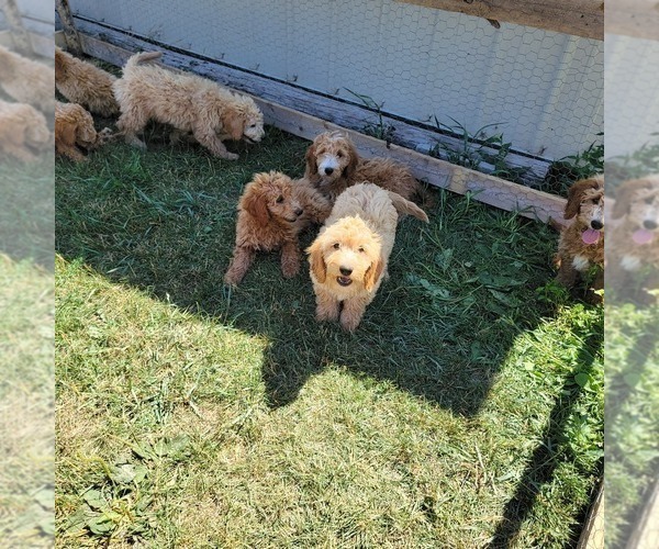 Medium Photo #14 Goldendoodle (Miniature) Puppy For Sale in REED CITY, MI, USA