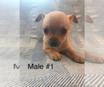 Small #6 Chihuahua
