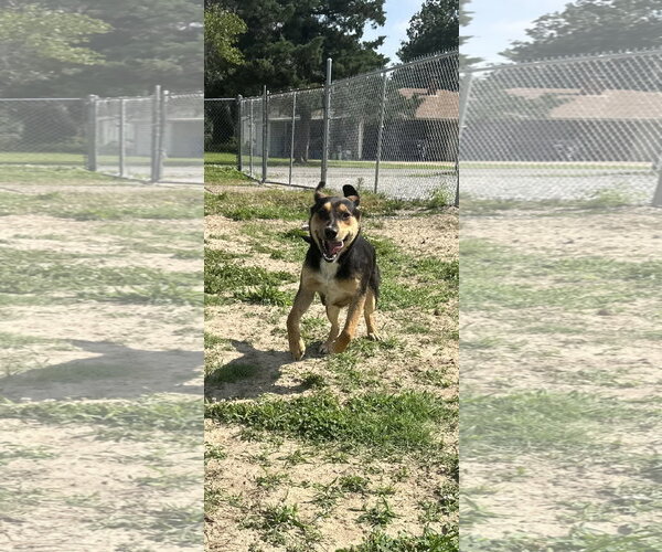 Medium Photo #3 Australian Shepherd-German Shepherd Dog Mix Puppy For Sale in Corning, AR, USA