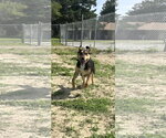 Small #2 Australian Shepherd-German Shepherd Dog Mix