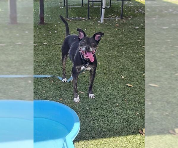 Medium Photo #1 Mutt Puppy For Sale in Downey, CA, USA