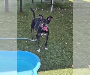 Mutt Dogs for adoption in Downey, CA, USA