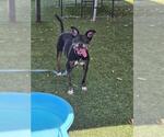 COQUETA - Female Mutt Dog for Adoption - Small photo