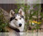 Small Photo #4 Siberian Husky Puppy For Sale in Carrollton, TX, USA