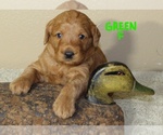 Puppy 1 Labradoodle