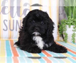 Cock-A-Poo Puppy for sale in MOUNT VERNON, OH, USA