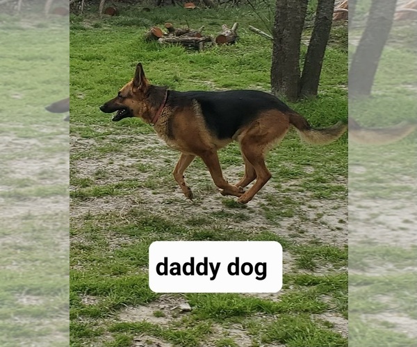 Medium Photo #7 German Shepherd Dog Puppy For Sale in WOLFE CITY, TX, USA