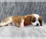 Small Photo #16 Cavalier King Charles Spaniel Puppy For Sale in LAKELAND, FL, USA