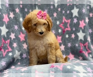 Goldendoodle-Poodle (Standard) Mix Puppy for sale in LAKELAND, FL, USA