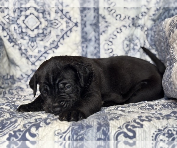 Medium Photo #3 Cane Corso Puppy For Sale in NEWTON, NJ, USA