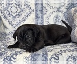 Small #2 Cane Corso