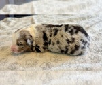 Small Photo #15 Australian Shepherd Puppy For Sale in SALISBURY, NC, USA