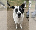 Small #1 Collie Mix