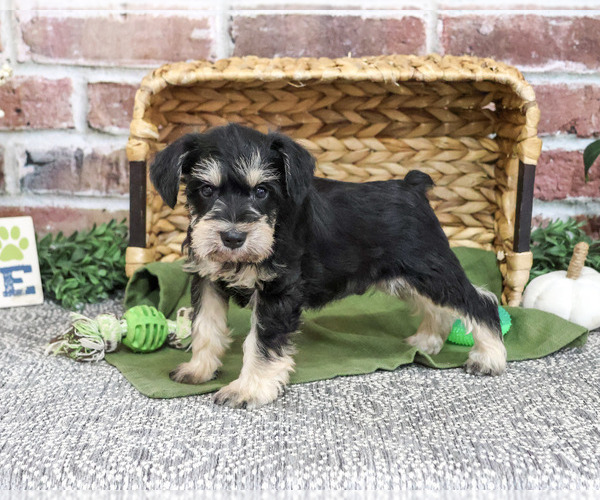 Medium Photo #3 Schnauzer (Miniature) Puppy For Sale in SYRACUSE, IN, USA
