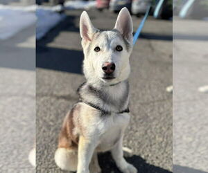 Siberian Husky Dogs for adoption in Matawan, NJ, USA