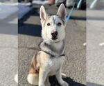 Small Siberian Husky