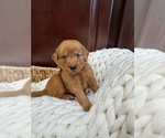 Small #11 Golden Retriever