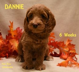 Australian Labradoodle Puppy for sale in ANDOVER, MN, USA