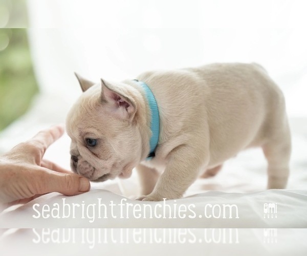 Medium Photo #1 French Bulldog Puppy For Sale in APTOS, CA, USA