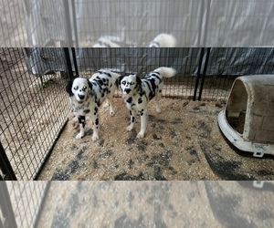 Medium Dalmatian