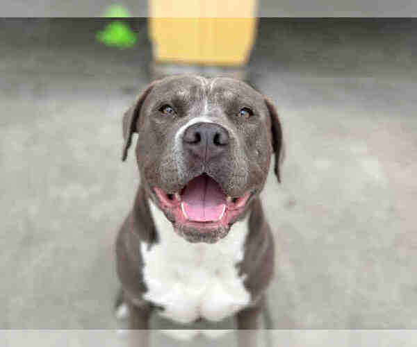 Medium Photo #1 Mutt Puppy For Sale in Berkeley , CA, USA